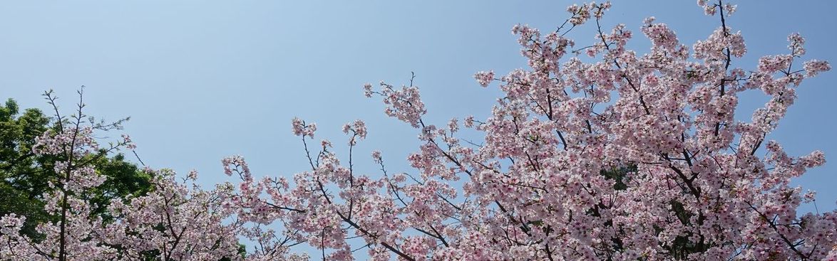 Cherry blossoms blooming in the azure blue.