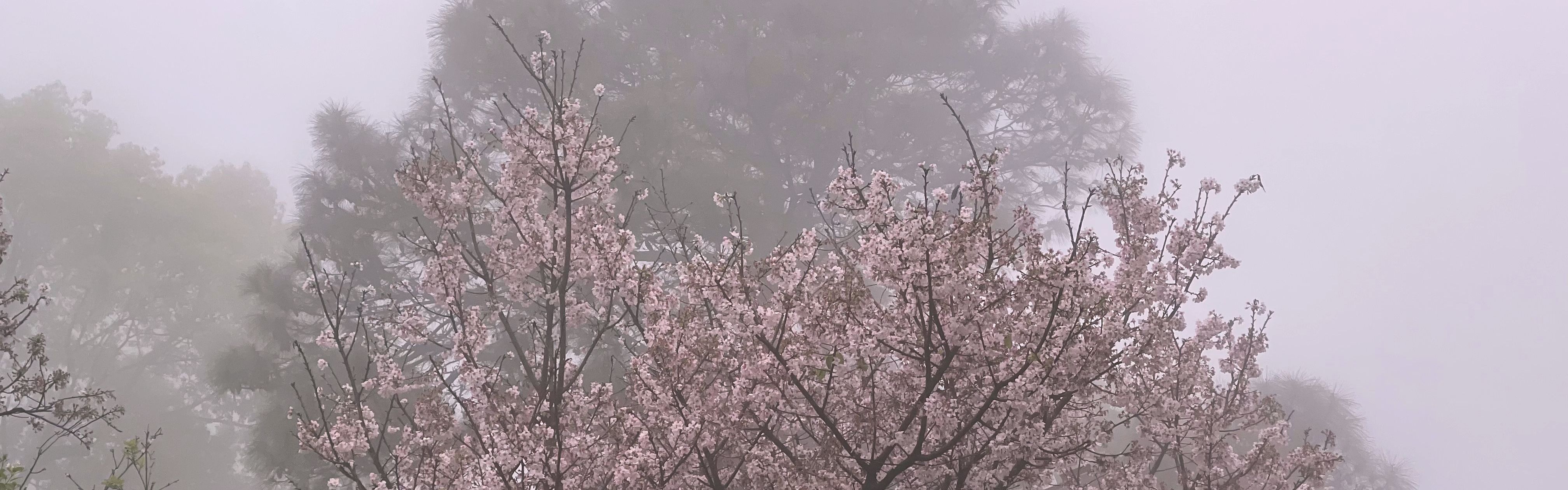 Fairy cherry blossom trees.
